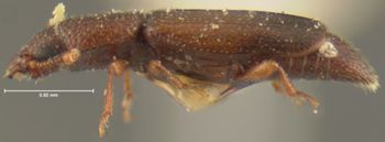Media type: image;   Entomology 24488 Aspect: habitus lateral view
